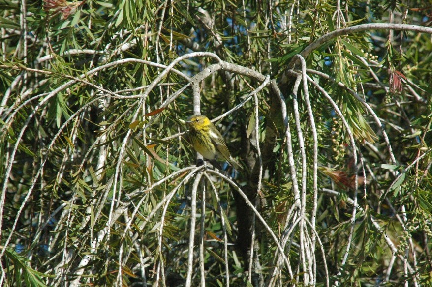 Cape May Warbler - ML81594681