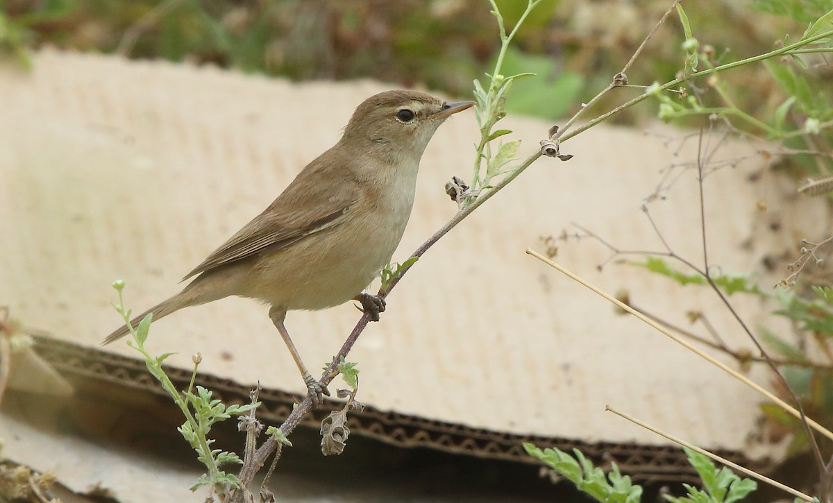 Booted Warbler - ML81596081