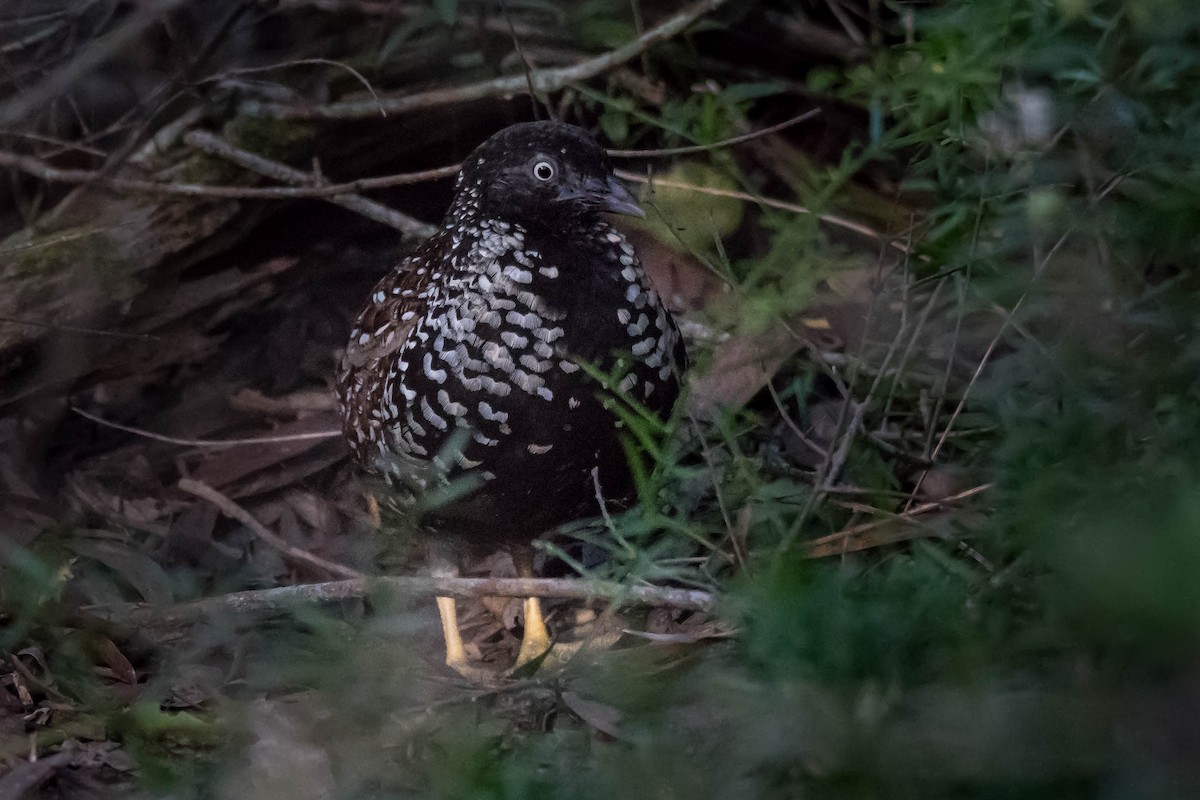 Black-breasted Buttonquail - ML81596421