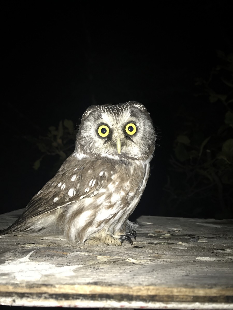 Boreal Owl - Ian Davies