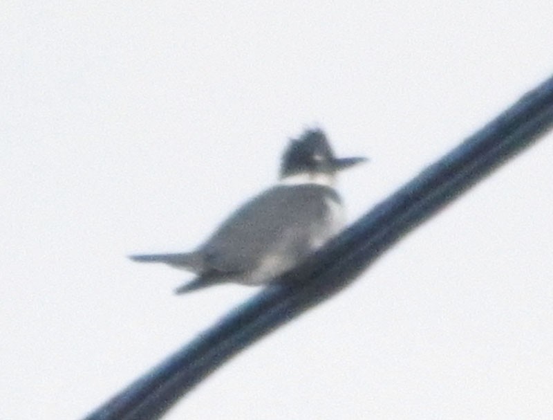 Belted Kingfisher - ML81597681