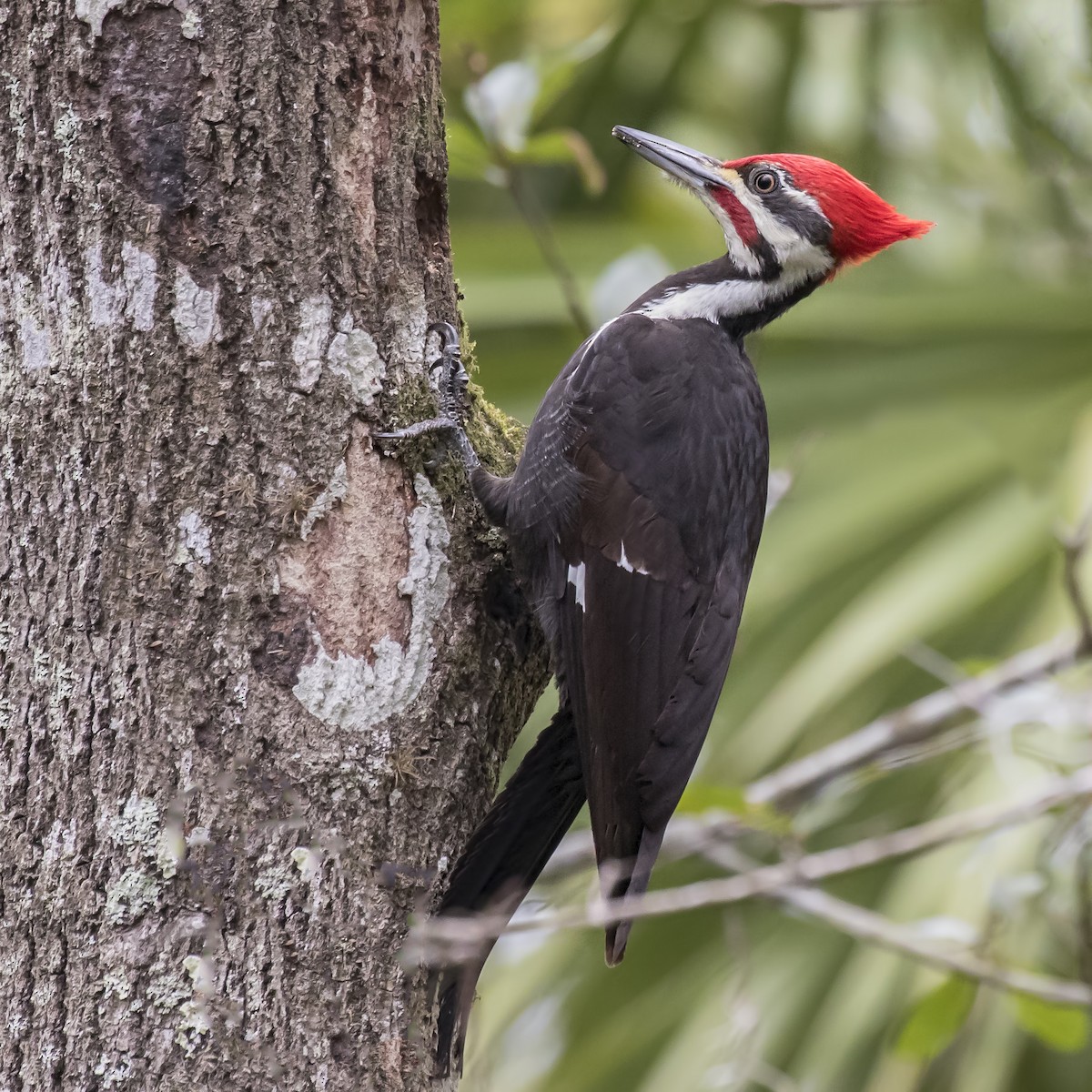 Pileated Woodpecker - Peter Hawrylyshyn