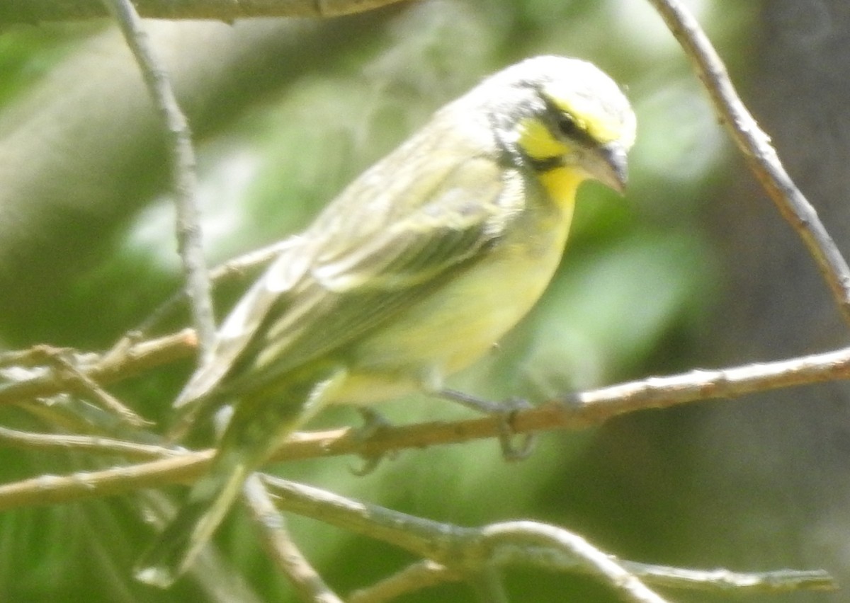 Yellow-fronted Canary - Gareth Parkes