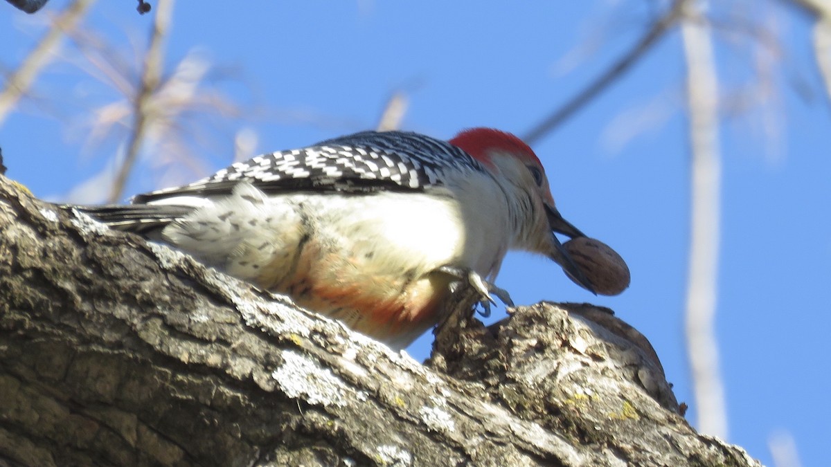 Red-bellied Woodpecker - Nick Komar