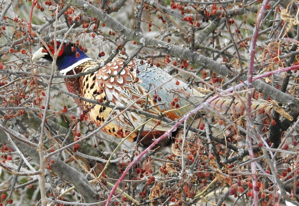 Ring-necked Pheasant - JoAnne Russo