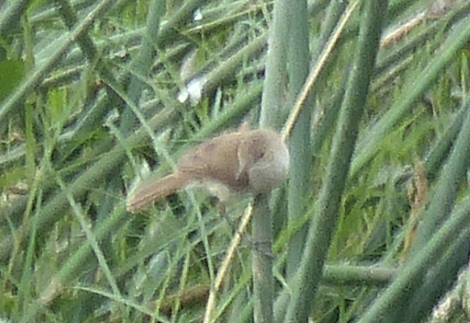 Common Reed Warbler - Kai Victor