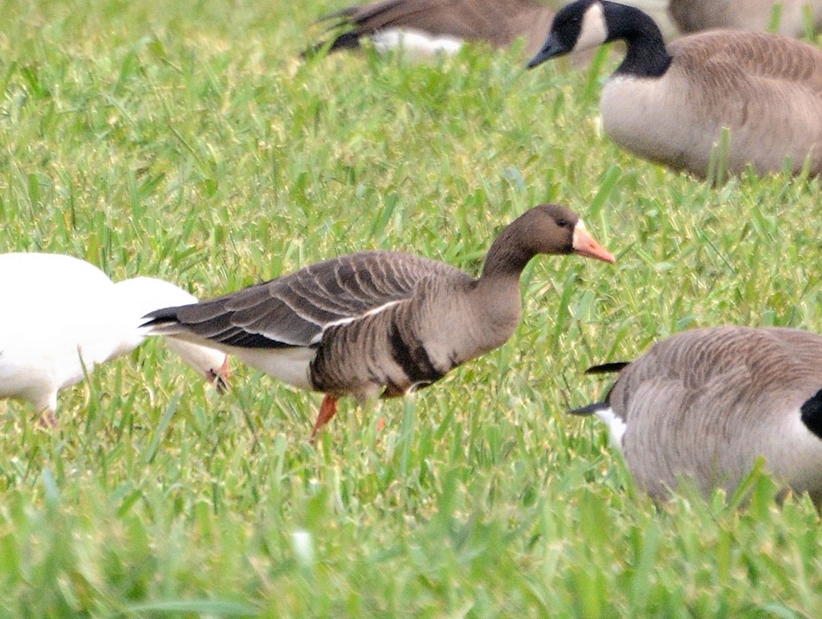 Greater White-fronted Goose - ML81609491