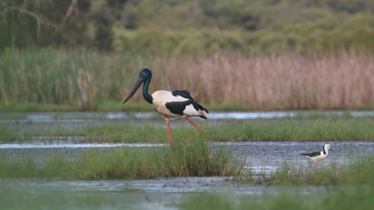 Black-necked Stork - Rick Franks