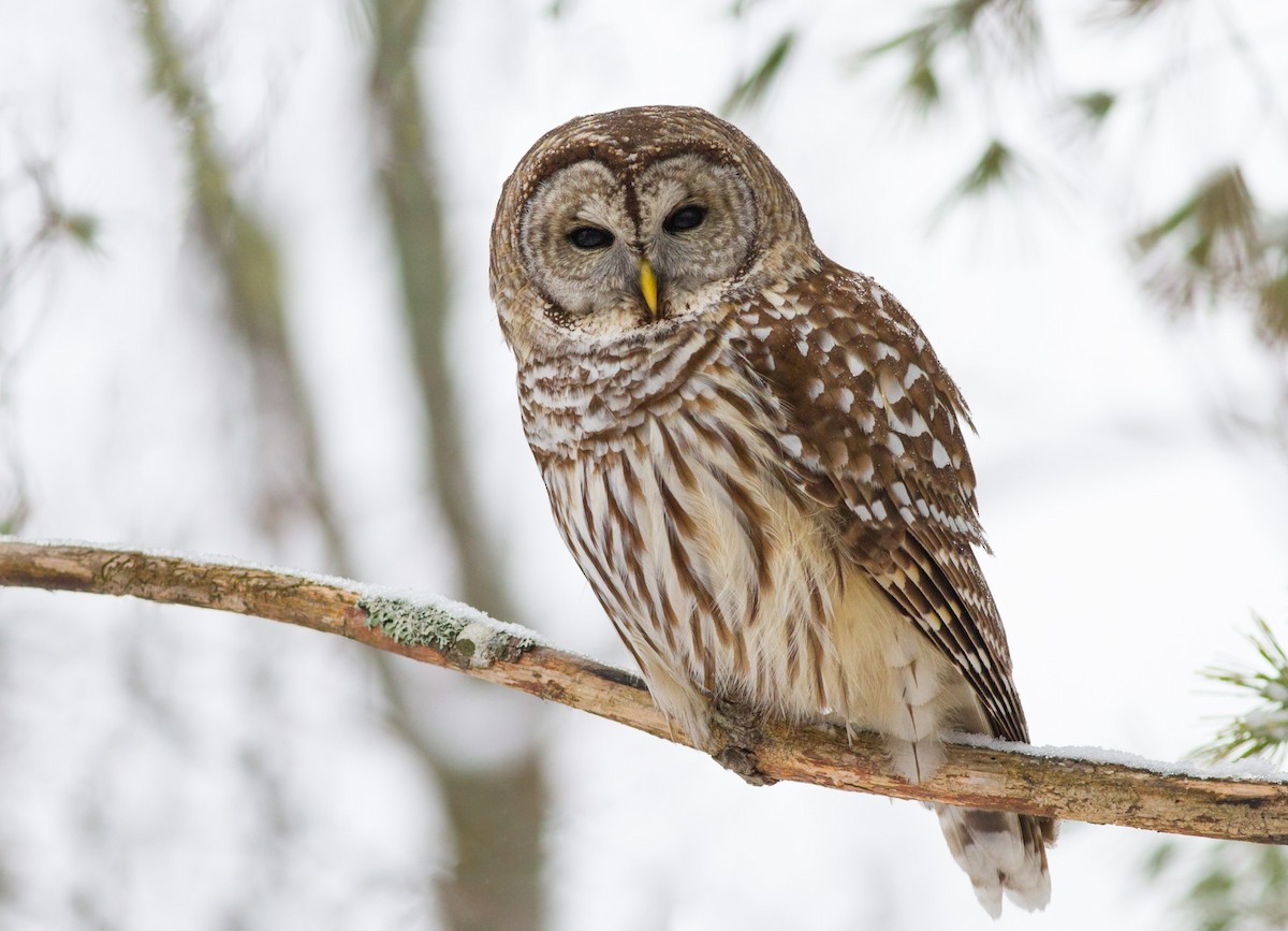 Barred Owl - Fyn Kynd