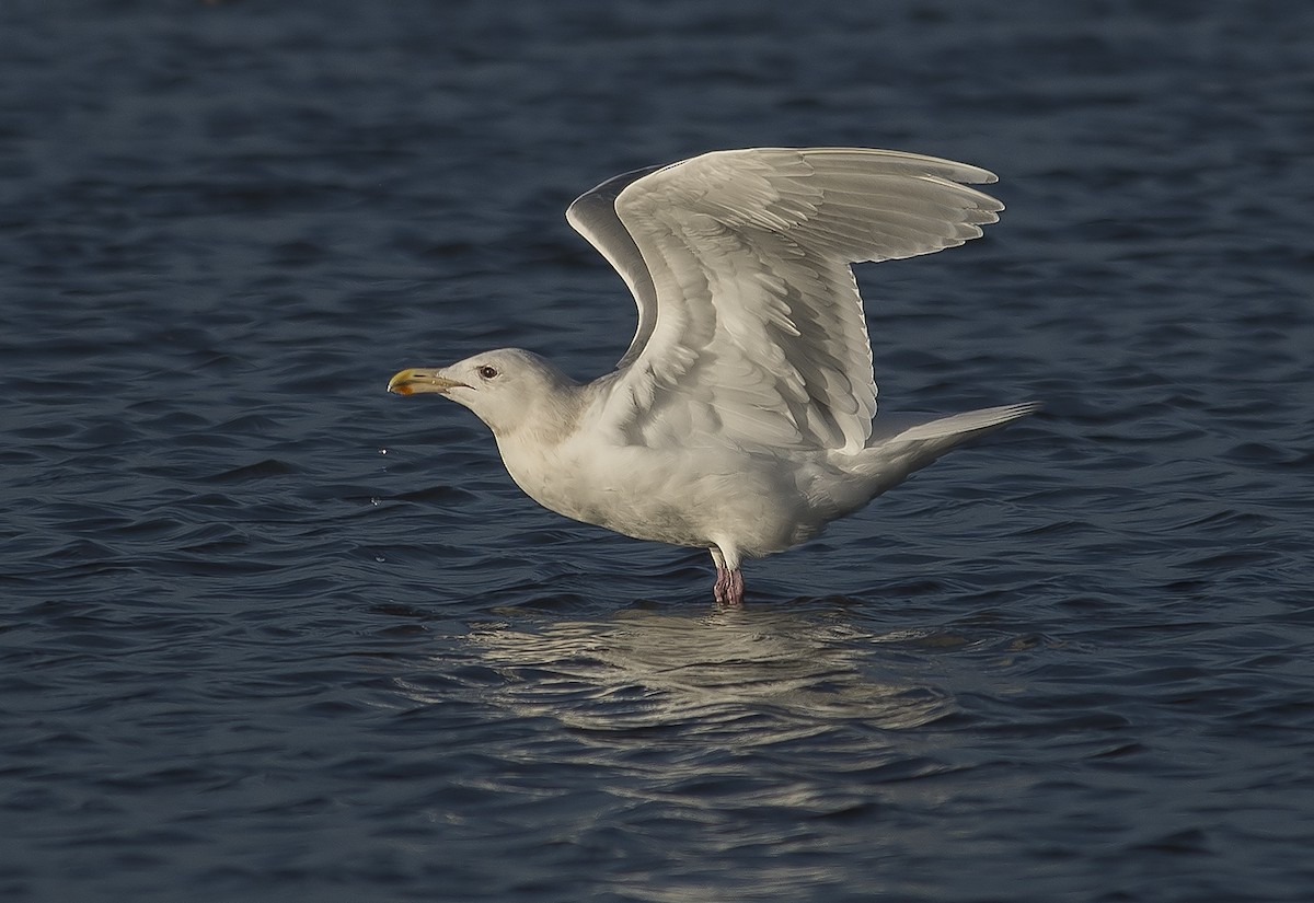 Glaucous-winged Gull - Jerry Ting
