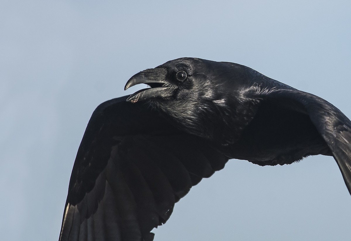 Common Raven - Jerry Ting