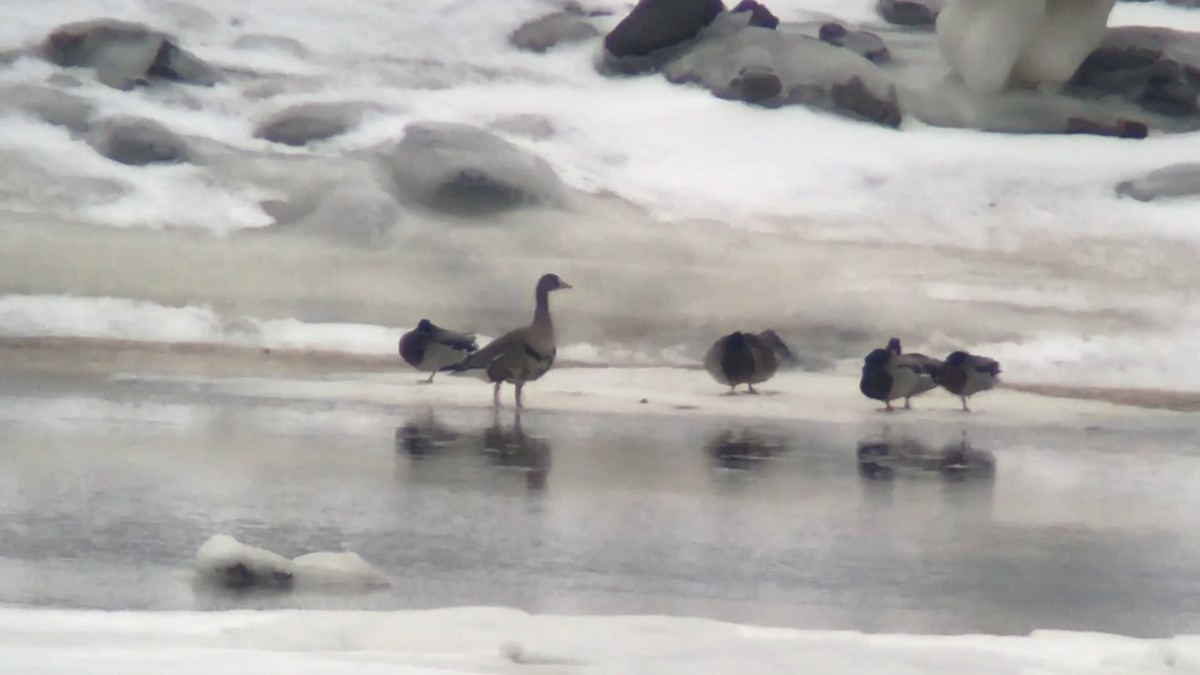 Greater White-fronted Goose - ML81615841