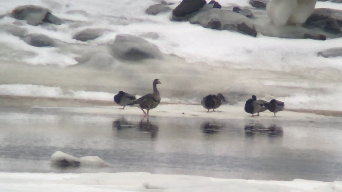 Greater White-fronted Goose - ML81615861