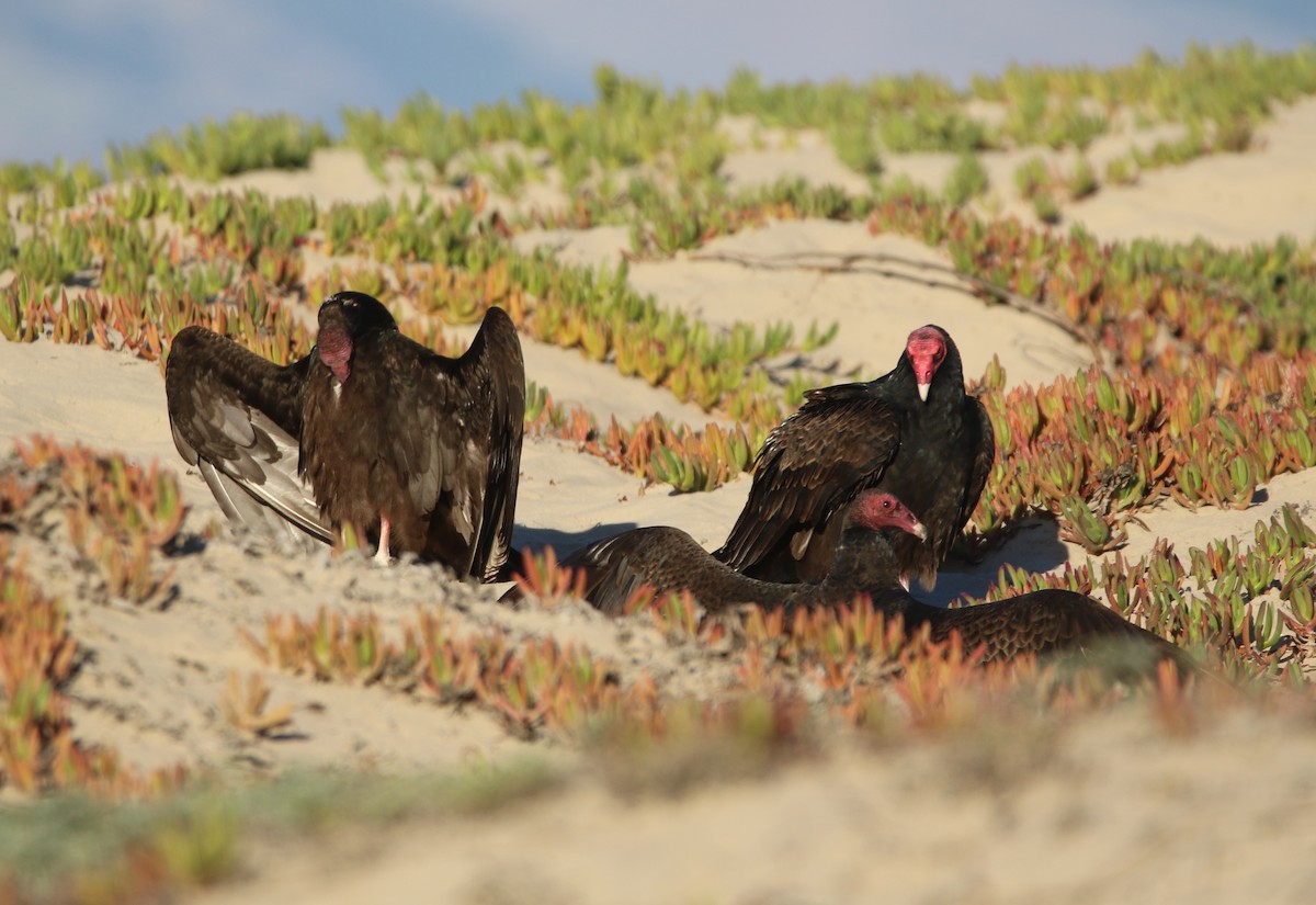 Turkey Vulture - ML81617601