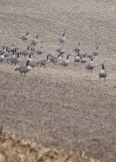 Greater White-fronted Goose, ML81617901