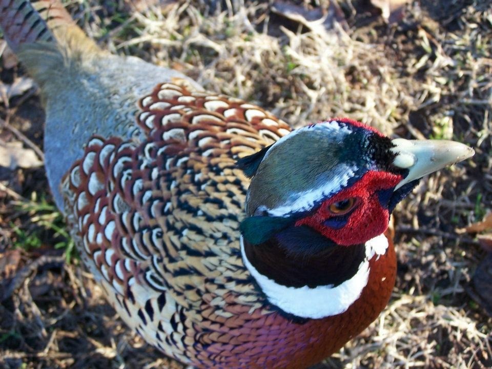 Ring-necked Pheasant - Janie Ward-Langley
