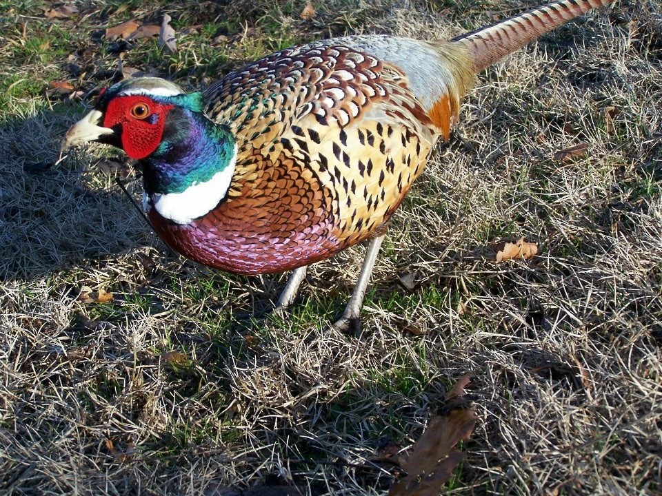 Ring-necked Pheasant - ML81618721