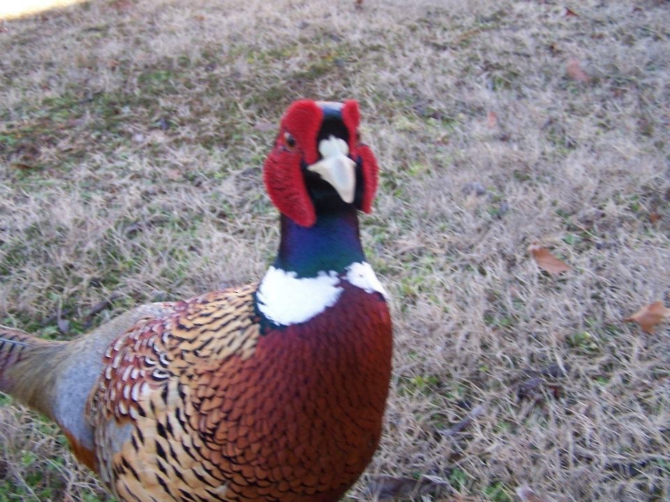 Ring-necked Pheasant - ML81618731