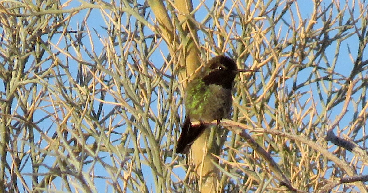 Anna's Hummingbird - ML81618821