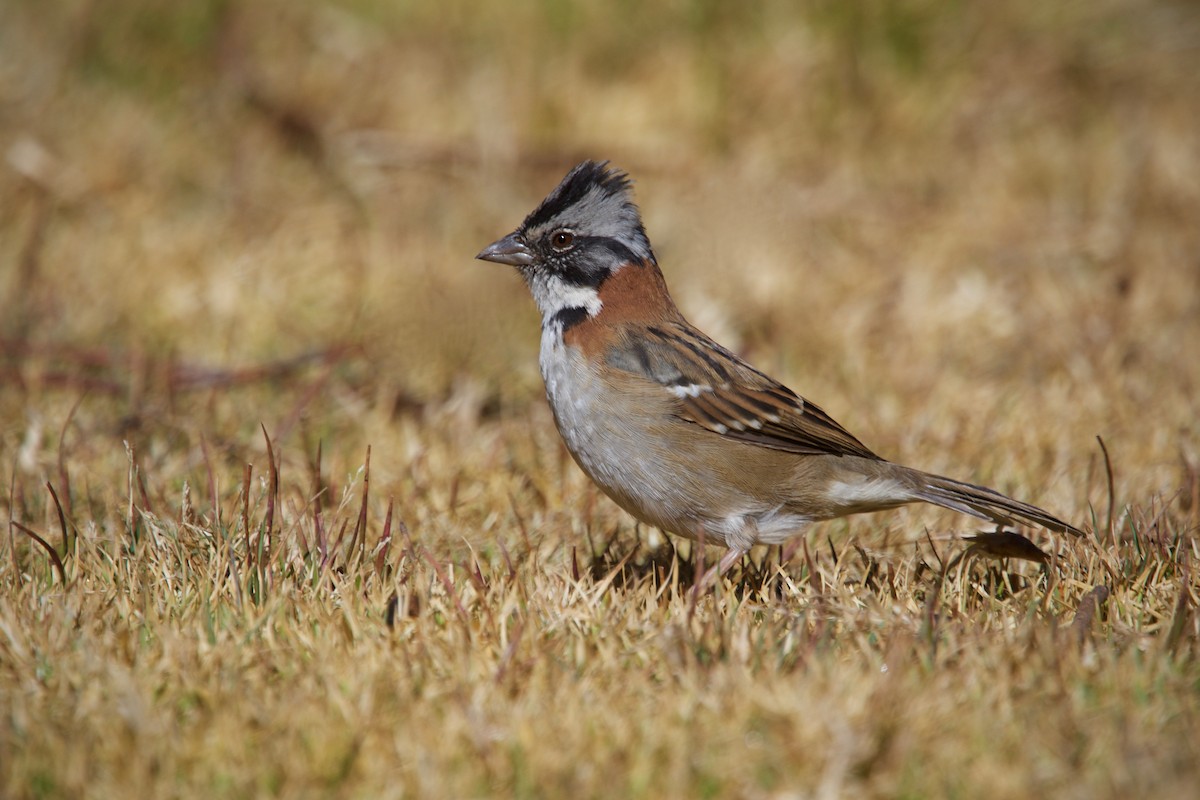 Rufous-collared Sparrow - Jamie Baker