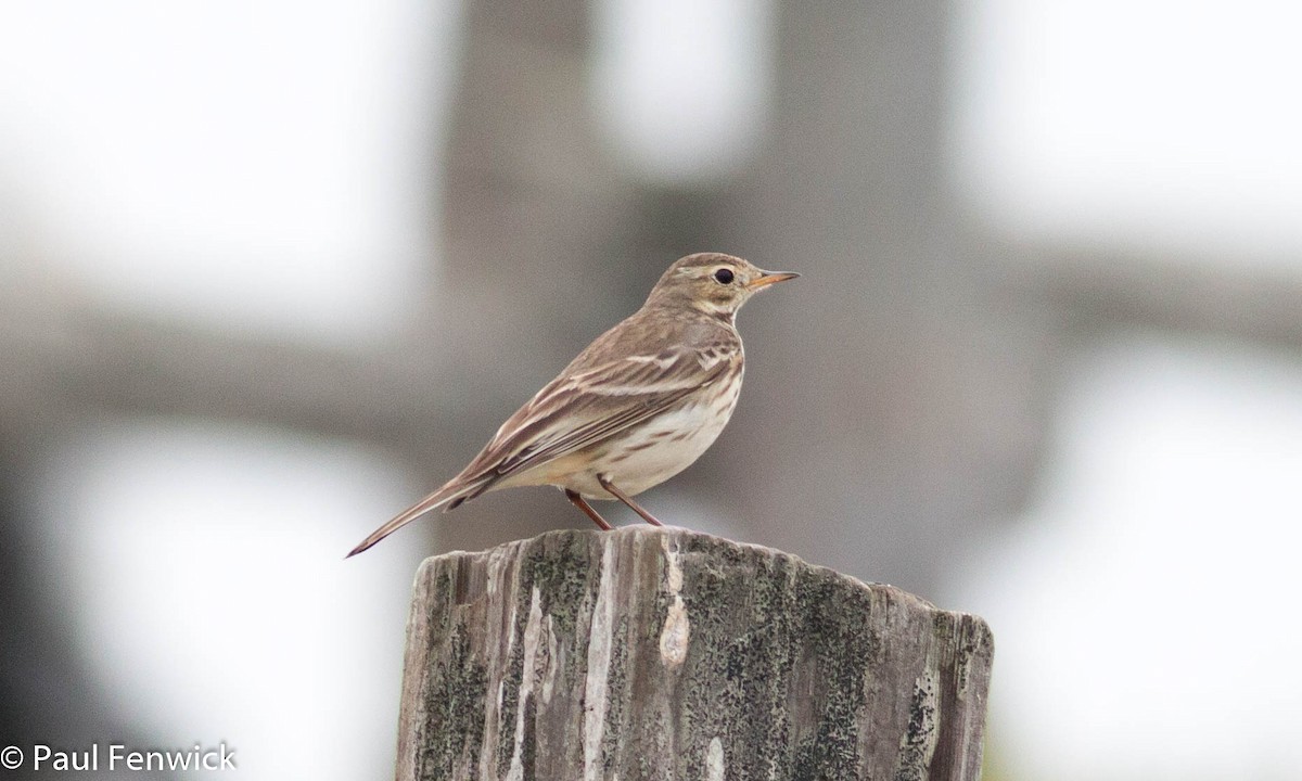 American Pipit (rubescens Group) - ML81623381