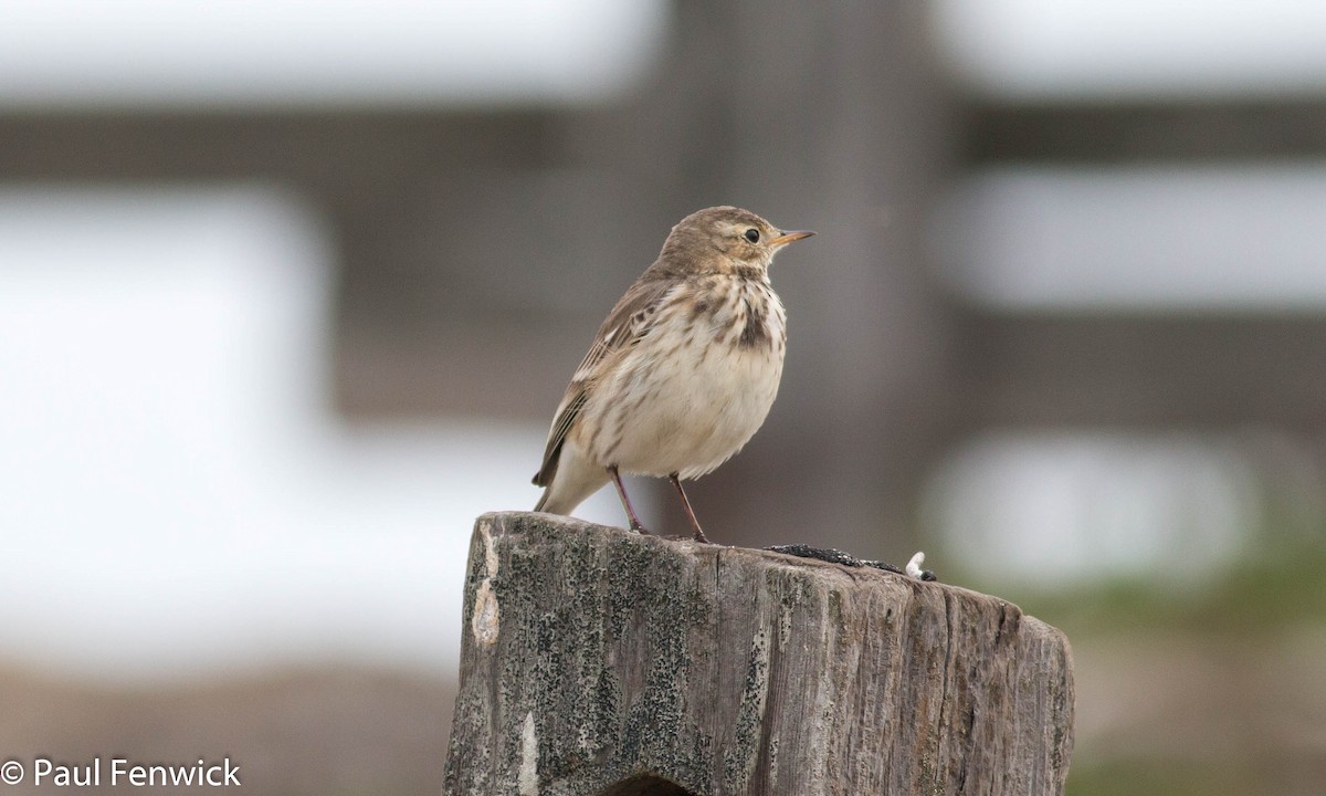 American Pipit (rubescens Group) - ML81623401