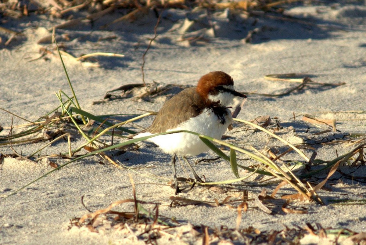 Red-capped Plover - Edward Smith