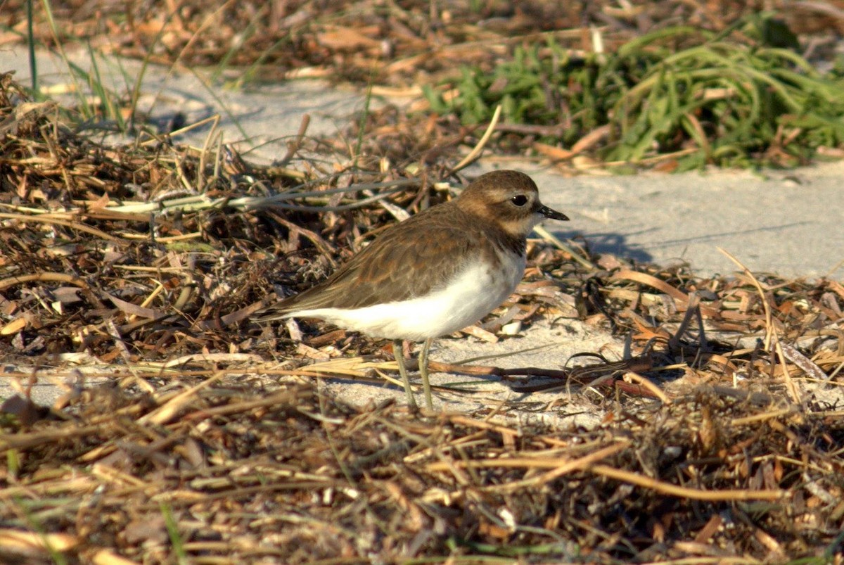 Double-banded Plover - Edward Smith