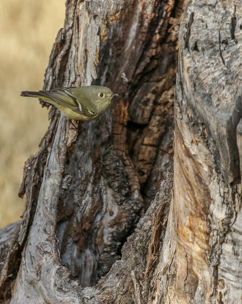 Ruby-crowned Kinglet - Teresa Connell