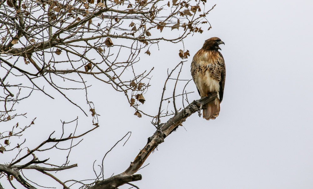 Red-tailed Hawk - ML81624501