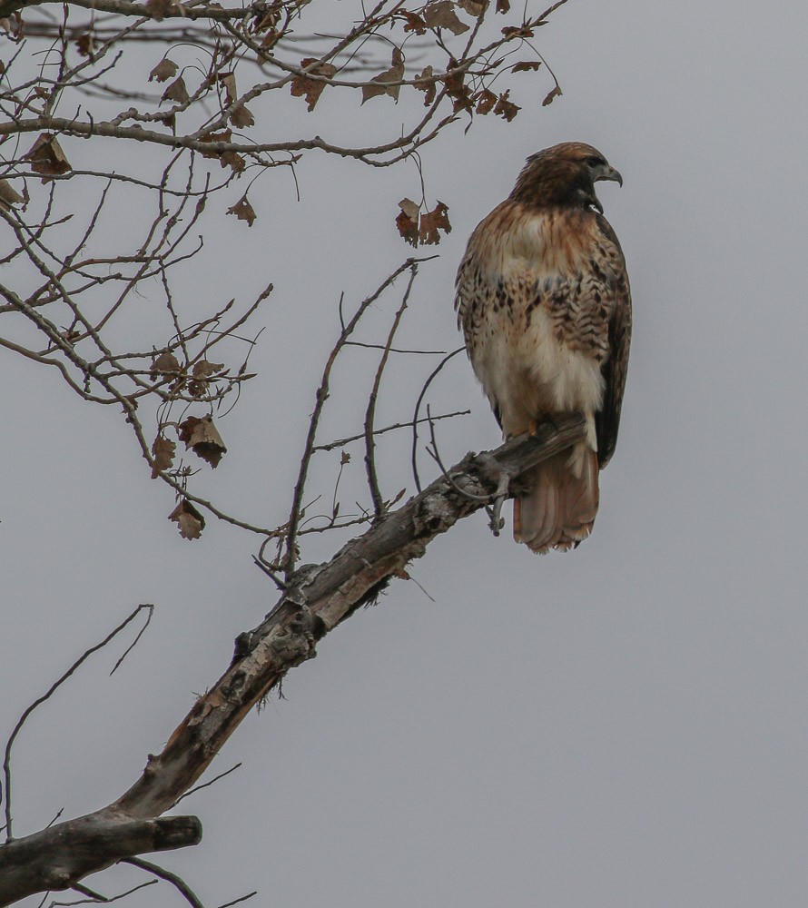Red-tailed Hawk - ML81624521