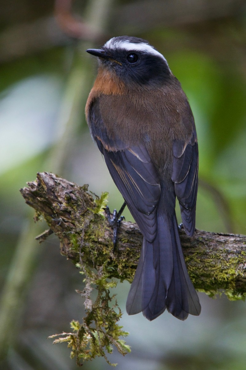 Rufous-breasted Chat-Tyrant - ML81625081