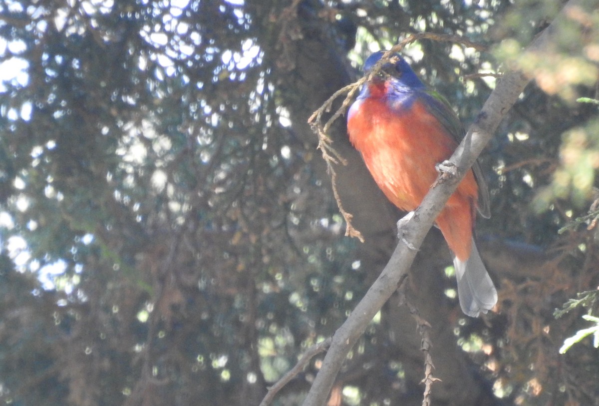 Painted Bunting - ML81625721