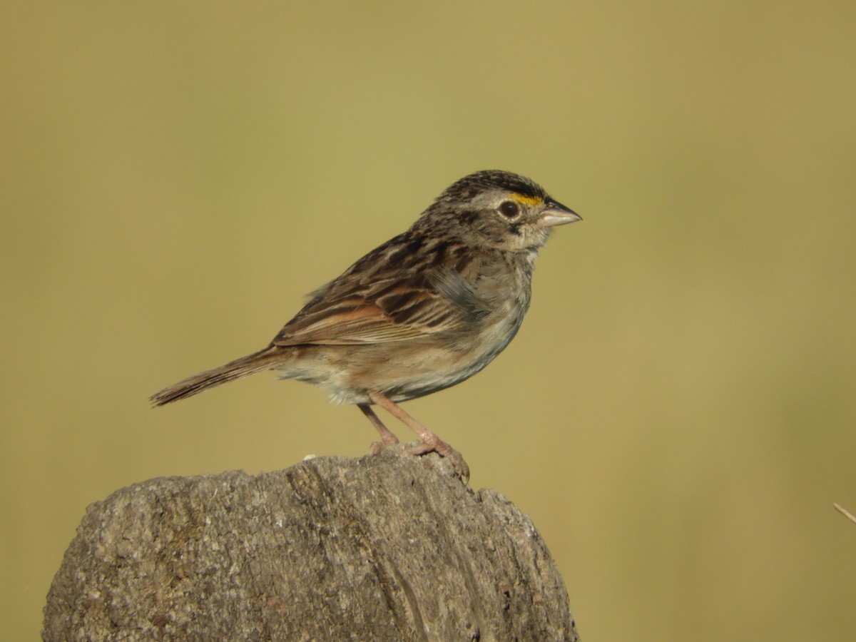 Grassland Sparrow - Silvia Enggist