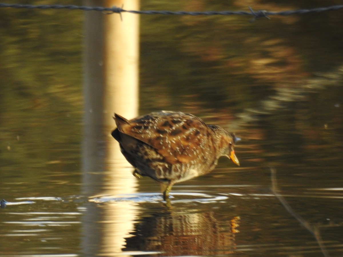 Spotted Crake - ML81626301