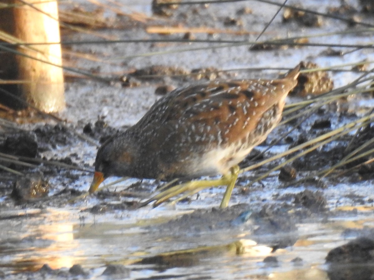 Spotted Crake - ML81626311