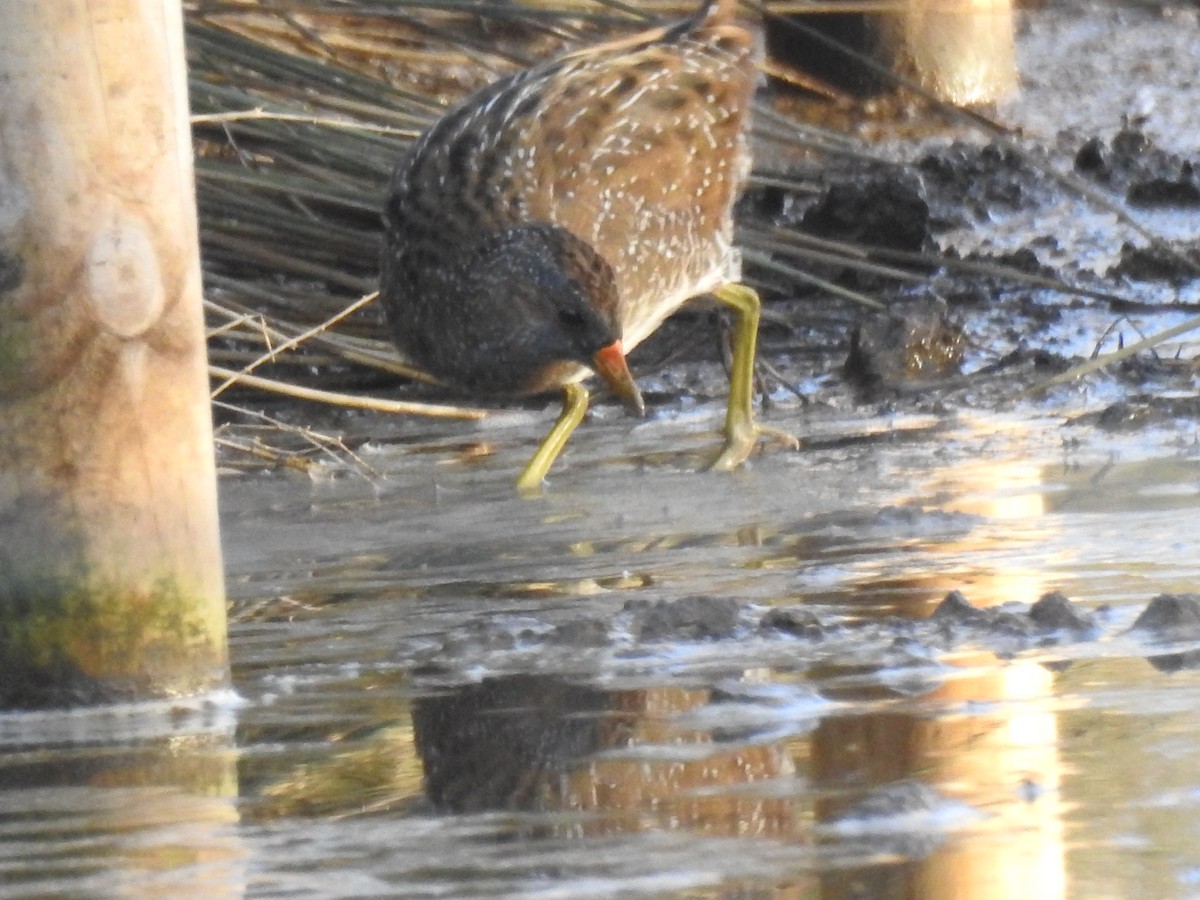 Spotted Crake - ML81626331