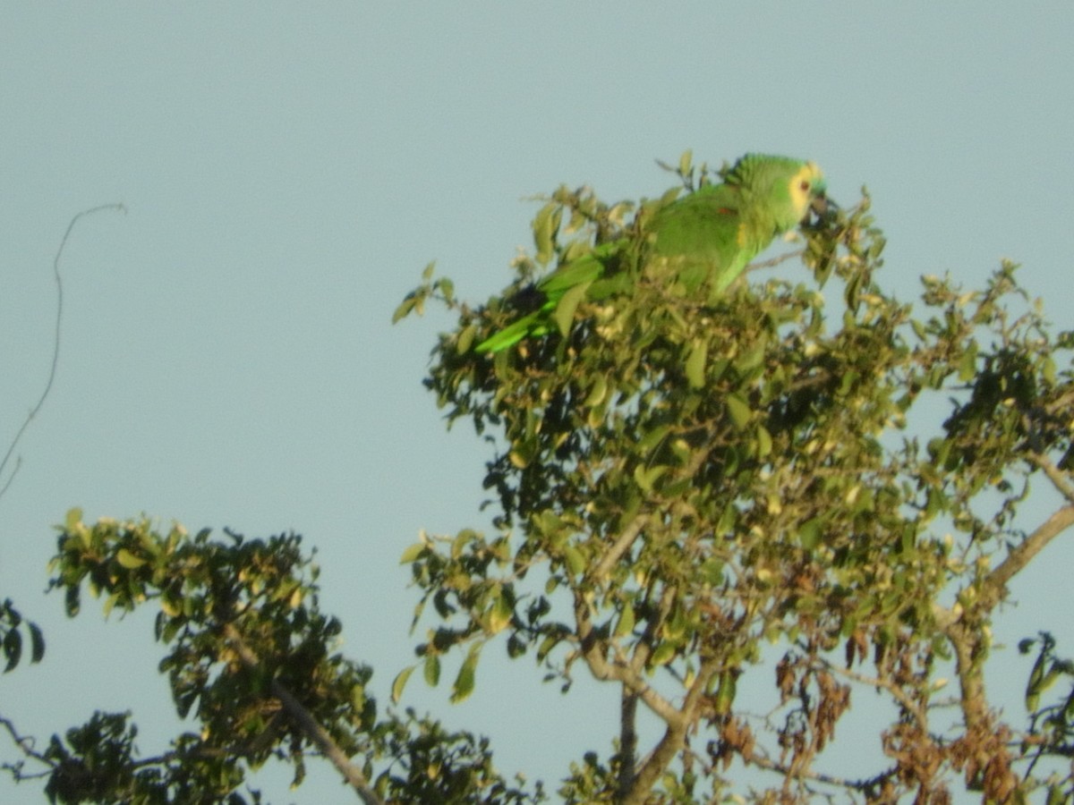Turquoise-fronted Parrot - Silvia Enggist