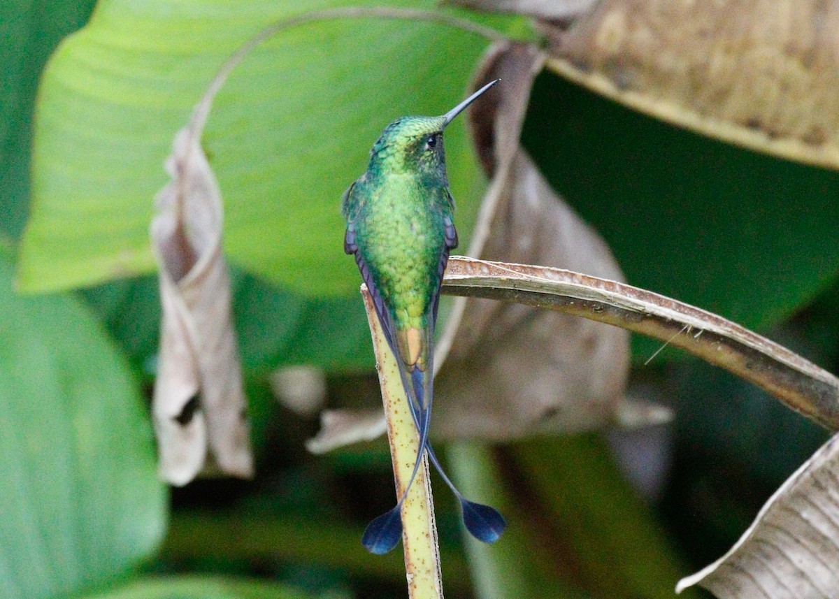 Rufous-booted Racket-tail - ML81628641