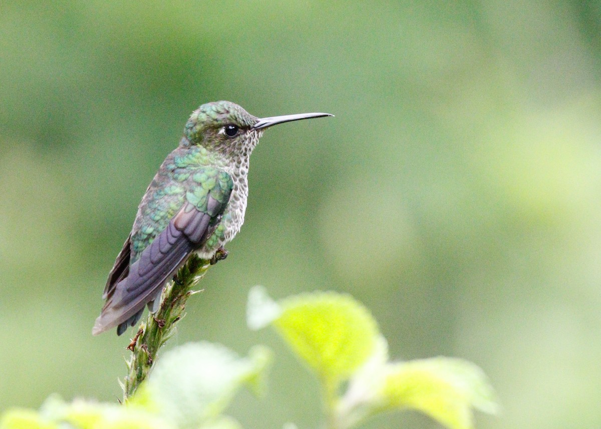 Many-spotted Hummingbird - ML81628691
