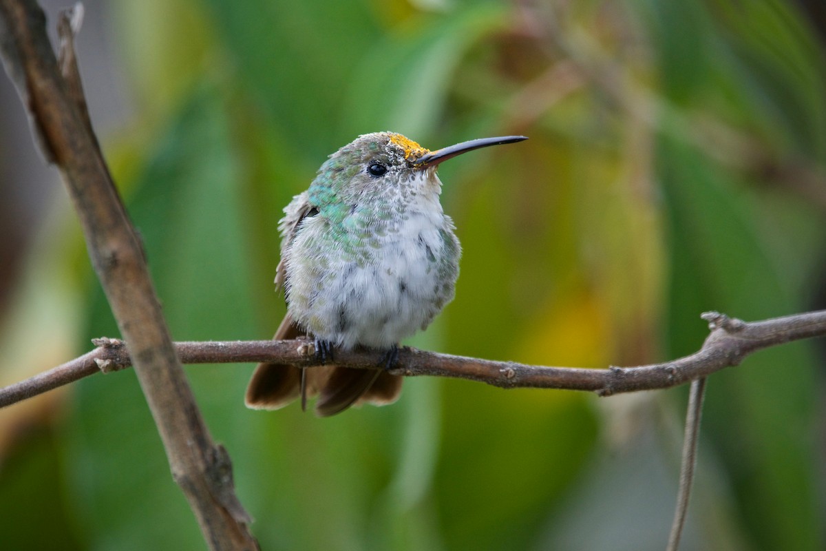 Green-and-white Hummingbird - Jamie Baker
