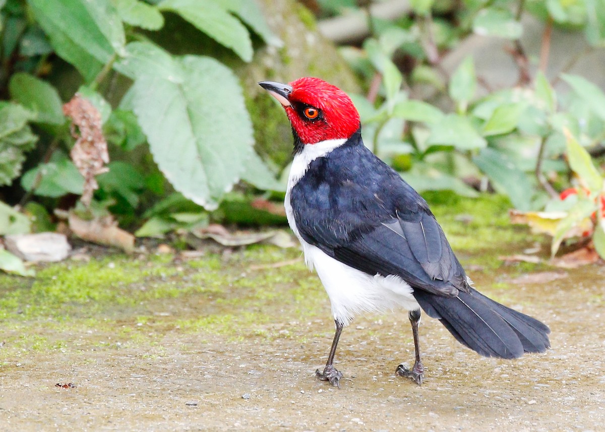 Red-capped Cardinal - ML81636131