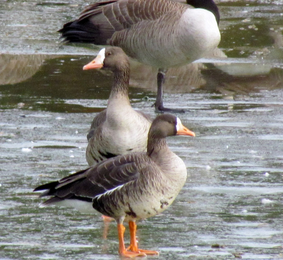 Greater White-fronted Goose - Chuck  Parker