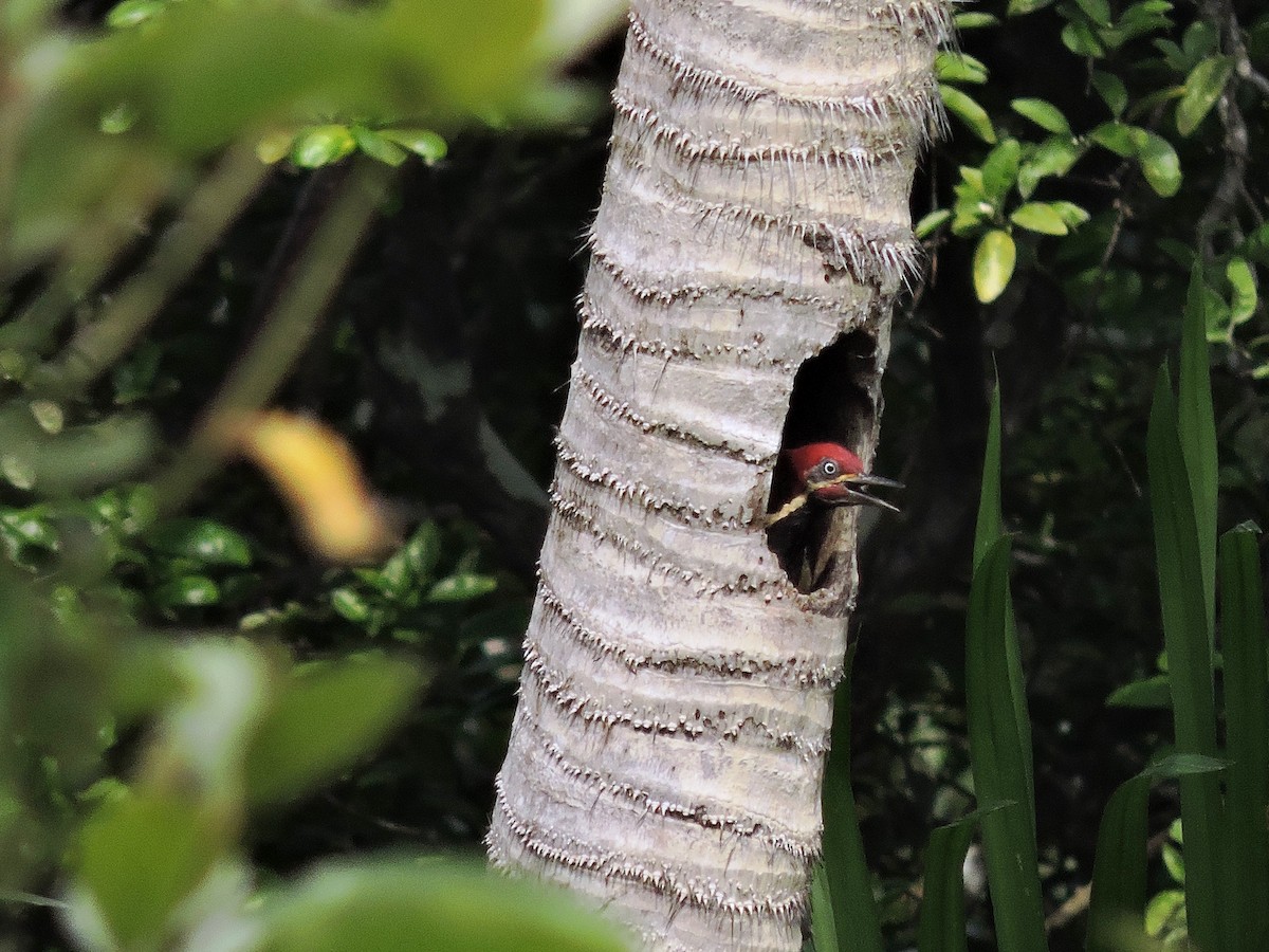 Lineated Woodpecker - Ricki Ravitts