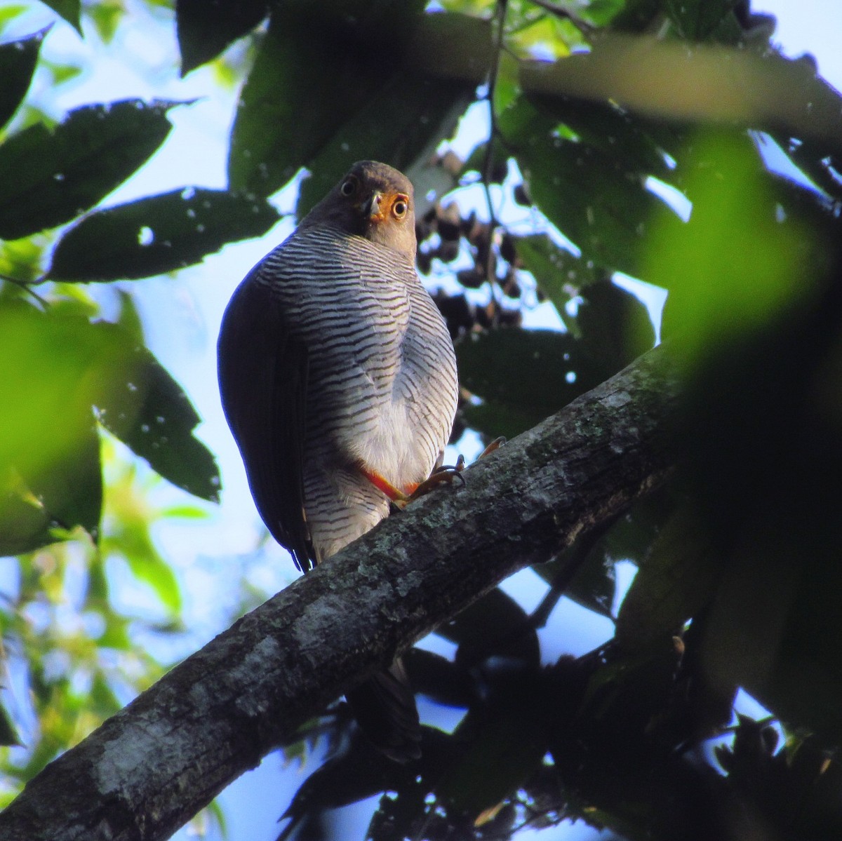 Barred Forest-Falcon - Lester De León Lux (Birding guide) lesterdeleonlux@gmail.com +502 45082877