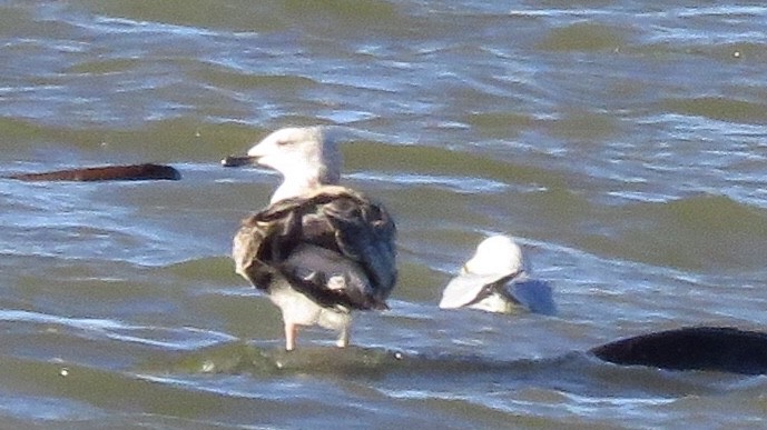 Lesser Black-backed Gull - Nick Komar
