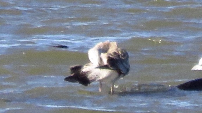 Lesser Black-backed Gull - Nick Komar