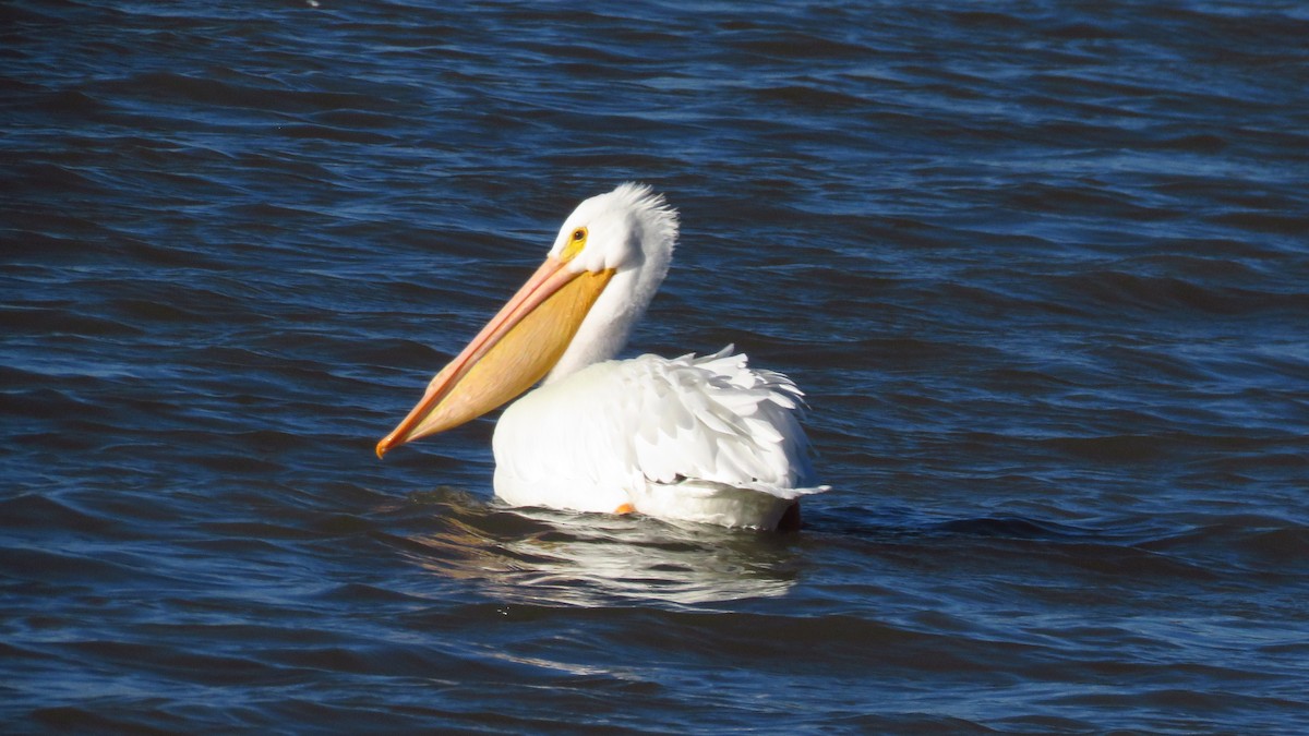 American White Pelican - Nick Komar