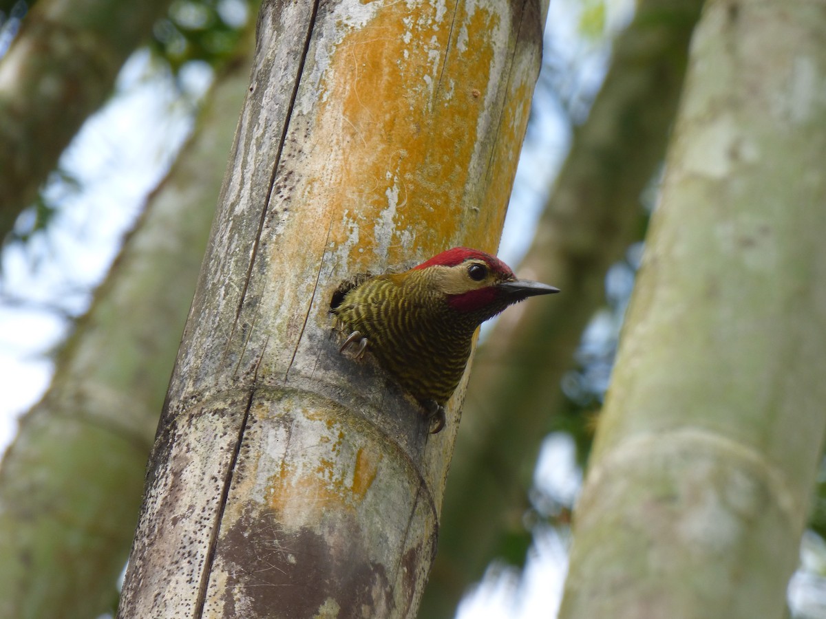Golden-olive Woodpecker - María Yánez
