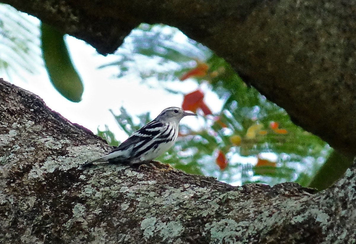 Black-and-white Warbler - ML81642461